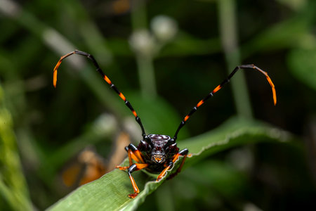 in the image you can see a specimen of the harlequin beetle (Acrocinus longimanus), foreground imageの写真素材