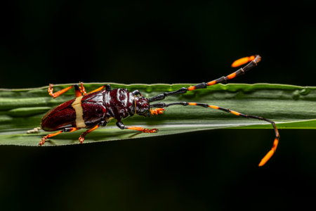 in the image you can see a specimen of the beetle, foreground imageの写真素材