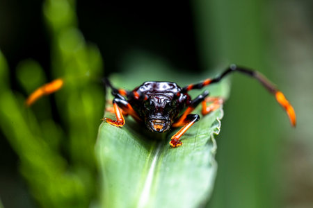 in the image you can see a specimen of the harlequin beetle (Acrocinus longimanus), foreground imageの写真素材