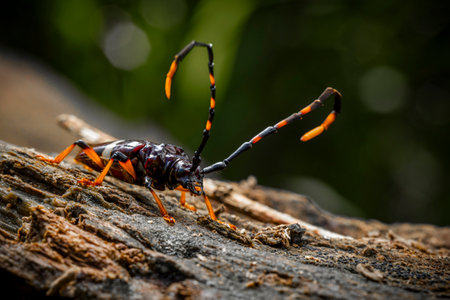 in the image you can see a specimen of the harlequin beetle (Acrocinus longimanus), foreground imageの写真素材