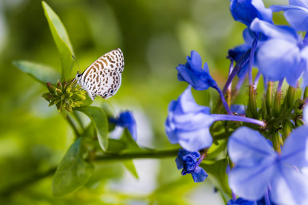Little brown butterfly on blue flowers, on a sunny dayの写真素材