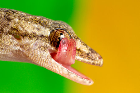 small gecko or lizard of brown tones, close-up imageの写真素材