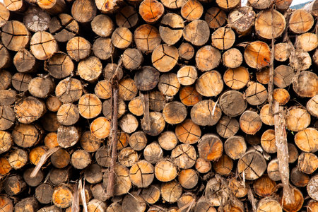 Stacked Timber Logs in Rural Countryside â Sustainable Forestry Conceptの写真素材