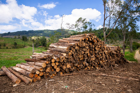 Stacked Timber Logs in Rural Countryside â Sustainable Forestry Conceptの写真素材