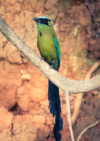 A vibrant Blue-crowned Motmoto perched quietly on a tree branch in a tropical forest.の写真素材
