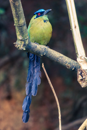 A vibrant Blue-crowned Motmoto perched quietly on a tree branch in a tropical forest.の写真素材