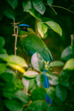 A vibrant Blue-crowned Motmoto perched quietly on a tree branch in a tropical forest.の写真素材