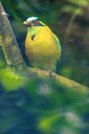 A vibrant Blue-crowned Motmoto perched quietly on a tree branch in a tropical forest.の写真素材