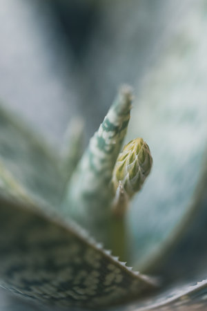 Little Wildflower, In The Field, Macro Photoの写真素材