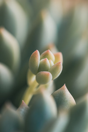 Little Wildflower, In The Field, Macro Photoの写真素材