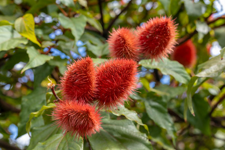 Close-up image of annatto (achiote) fruit pods hanging from a tree. The spiky, red seed pods stand out against the green foliage and blue sky in the background. This tropical plant is known for its seeds, which are used as a natural food coloring and spice in many cultures.の写真素材