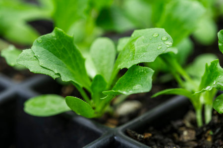Young seedlings growing in a nursery tray in soft natural lightの写真素材