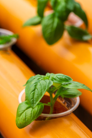 Close-up of hydroponic basil and lettuce plants growing in orange pipesの写真素材