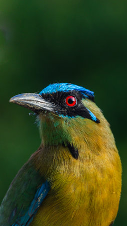Exotic Tropical Bird with Striking Red Eye and Vibrant Plumageの写真素材
