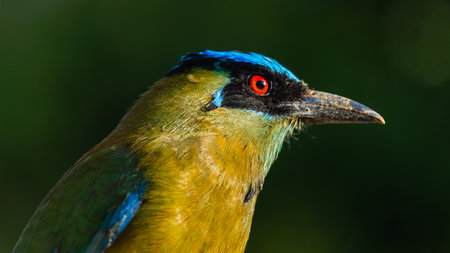 Exotic Tropical Bird with Striking Red Eye and Vibrant Plumageの写真素材