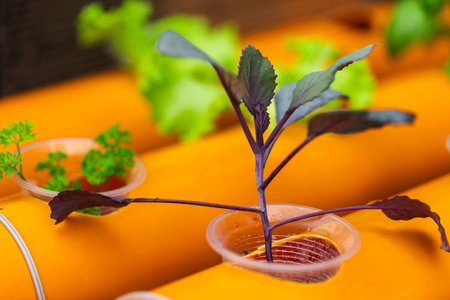Close-up of purple kale and parsley growing in hydroponic system with orange pipesの写真素材
