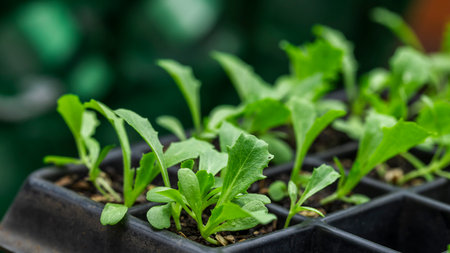 Young seedlings growing in a nursery tray in soft natural lightの写真素材