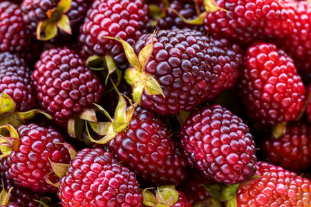 Fresh Ripe Blackberries Close Up with Natural Texture