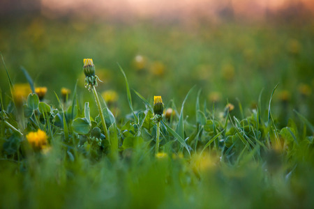 Yellow dandelions on the meadow on a green backgroundの写真素材