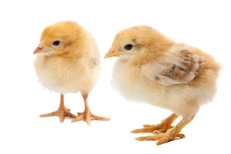 two small newborn chicken isolatedの写真素材