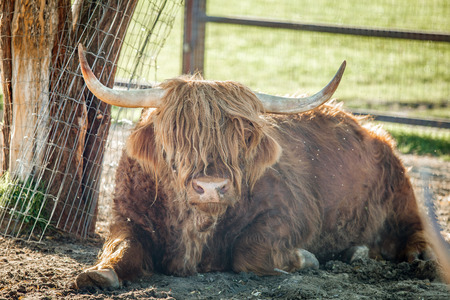 Buffalo lies in the shade of treesの写真素材