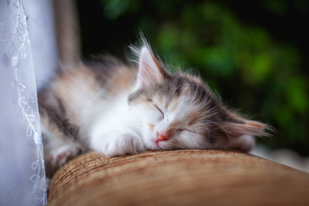 sleep smoky kitten closeup