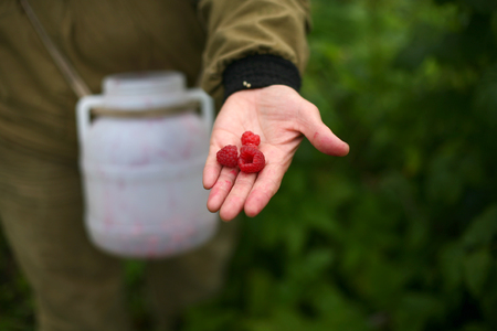 handful of raspberries on hand to harvestの写真素材