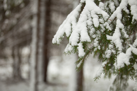 background winter forest, vedia trees under the snowの写真素材