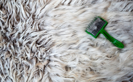 Animal hair worsted wool with brush and comb. combed and not. with free text spaceの写真素材