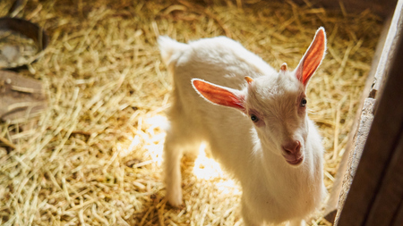 white goat in the beam of light in the stallの写真素材