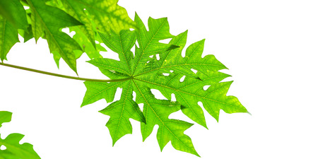 papaya tree leaves on white isolated background