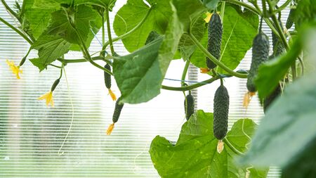 harvesting cucumbers. man collects cucumbers in the greenhouse. agricultural collection of cucumbers. homemade cucumbers grown in a greenhouse. Cucumber of different size with flowers on cucumber lashの写真素材