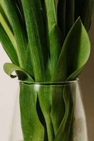 Close-up frame of fresh white tulips in a transparent glass vase on a light background. High quality...