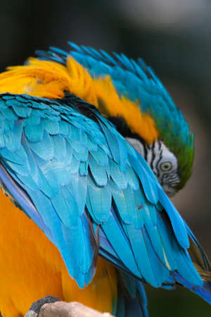 Beautiful macaw in the wildの写真素材