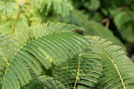 Ferns  rainforest plants green in the jungleの写真素材