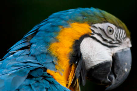 Beautiful macaw in the wildの写真素材