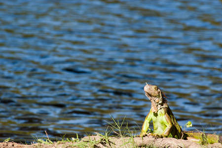 Iguana resting in grass, Yumka Park Mexico, Tabasco, Villahermosaの写真素材