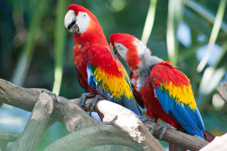 Beautiful Macaw portrait  in the wild,Mexico,Tabasco,Villahermosaの写真素材