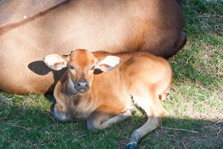 Cow and calf resting Villahermosa,Tabasco,Mexico