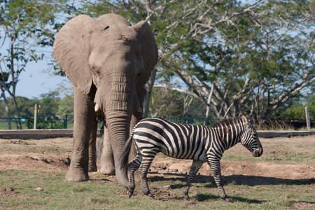 Elephant and zebra in zoo safari park,Villahermosa,Tabasco,Mexicoの写真素材