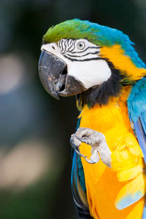 Beautiful Macaw portrait  in the wild,Mexico,Tabasco,Villahermosaの写真素材