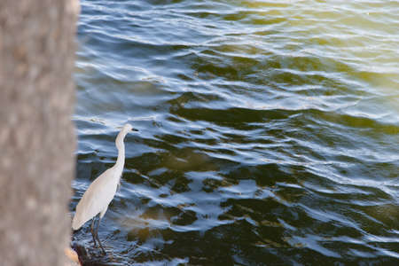 lagoon of illusions,tomas garrido canabal park,Villahermosa,Tabasco,Mexicoの写真素材