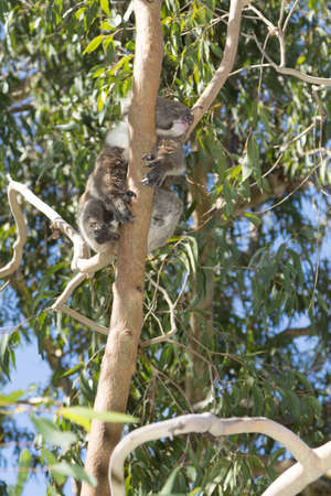 koala on the branch of a tree restingの写真素材