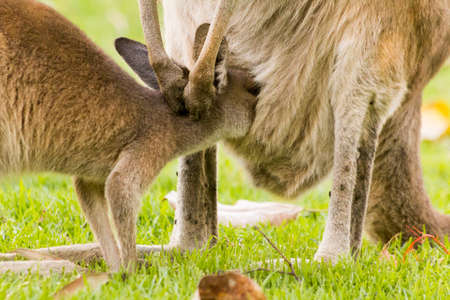 Beautiful kangaroo feeding its baby outdoors Perth, Western Australia, Australiaの写真素材