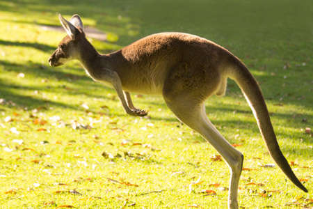 Beautiful kangaroo running and jumping on grass field Perth, Western Australia, Australiaの写真素材
