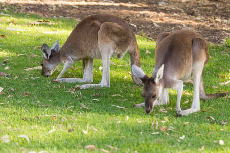 Couple of beautiful kangaroo standing in alert position Perth, Western Australia, Australiaの写真素材