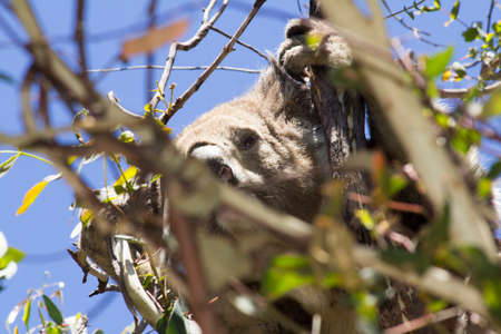 Koala eating eucalyptus in tree. Melbourne,Victoria, Australia.の写真素材