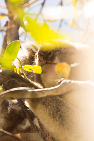 Koala eating eucalyptus in tree. Melbourne,Victoria, Australia.の写真素材