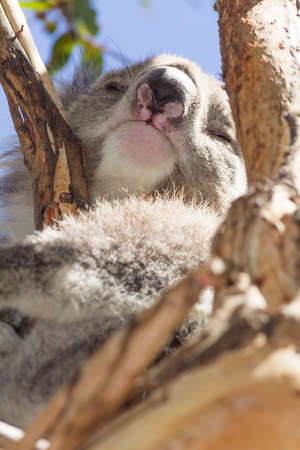 Koala eating eucalyptus in tree. Melbourne,Victoria, Australia.