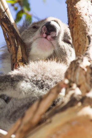 Koala eating eucalyptus in tree. Melbourne,Victoria, Australia.の写真素材